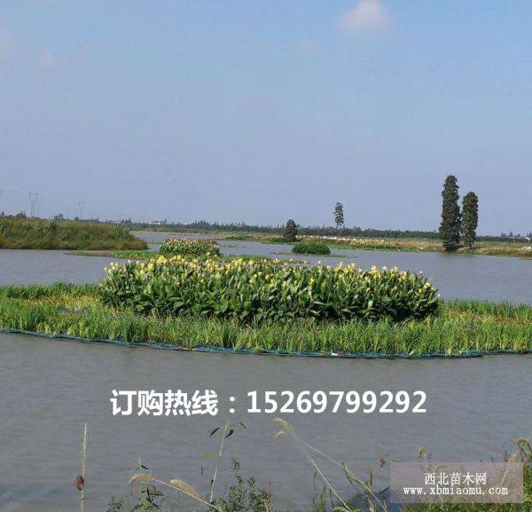 植物浮岛