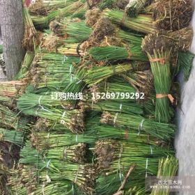 绿化香蒲厂家 香蒲苗厂家 香蒲种苗厂家 香蒲种植技术