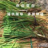 野生茭白种苗厂家 茭白苗种植 茭白图片