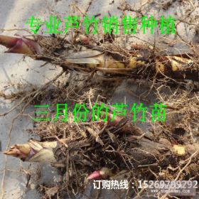 微山湖野生芦竹批发 芦竹苗批发 芦竹种苗批发 承接芦竹种植