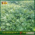 大紅袍花椒苗基地直銷 價(jià)格低 花椒樹苗批發(fā)零售