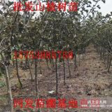 我想买山楂树苗哪里有卖的，山楂树苗价格是多少