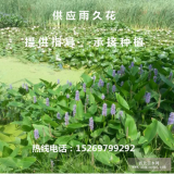 雨久花批發(fā) 雨久花苗批發(fā) 雨久花種苗批發(fā) 雨久花種植