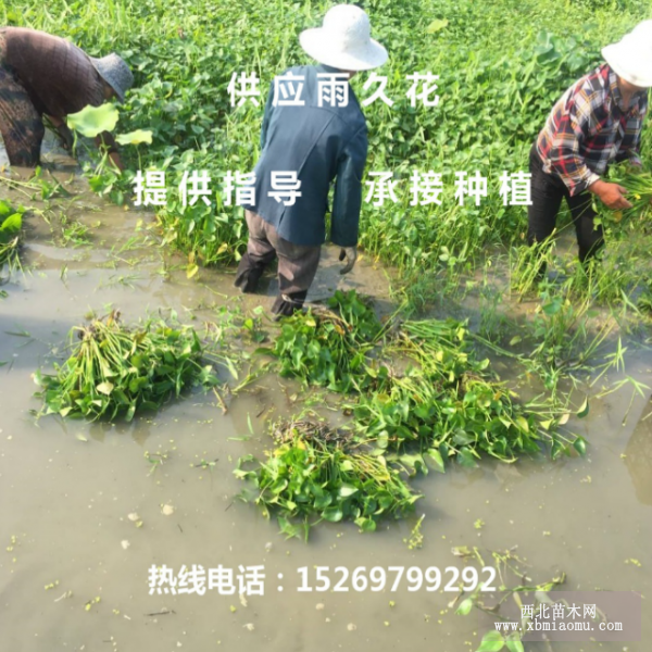 雨久花