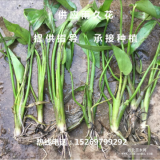 雨久花價(jià)格 雨久花苗價(jià)格 雨久花種苗價(jià)格 承接雨久花種植