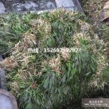 耐寒苦草價(jià)格低 苦草圖片  苦草種苗價(jià)格 水生植物種植