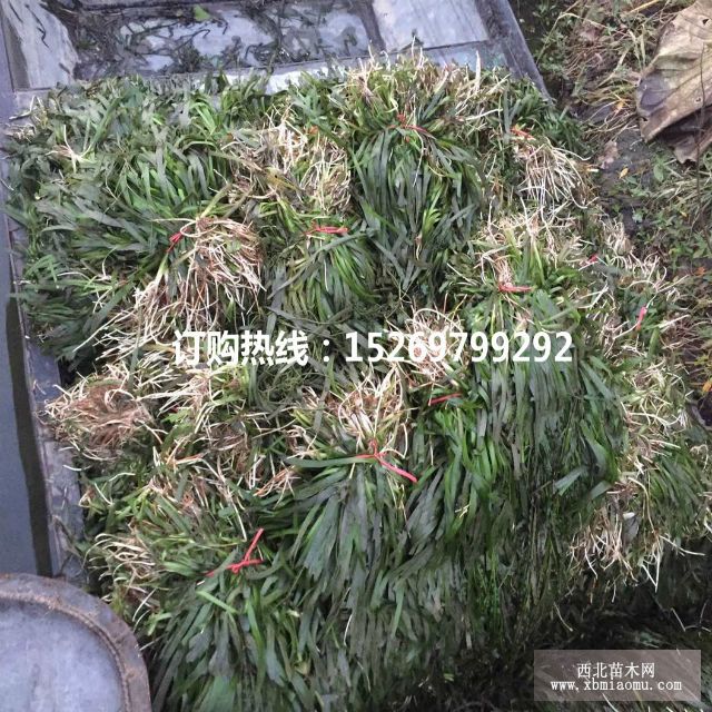 苦草  苦草苗  承接苦草种植   狐尾藻 菹草 轮叶黑藻  销售各种沉水植物示例图3