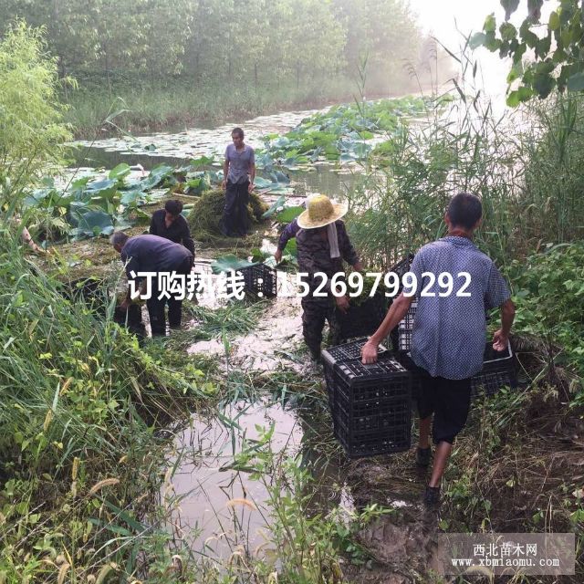 苦草  苦草苗  承接苦草种植   狐尾藻 菹草 轮叶黑藻  销售各种沉水植物示例图21