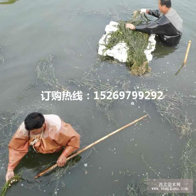 苦草  苦草苗  承接苦草种植   狐尾藻 菹草 轮叶黑藻  销售各种沉水植物示例图20