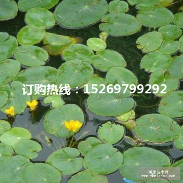 眼子菜批发 马来眼子菜  眼子菜种苗 承接沉水植物种植示例图18