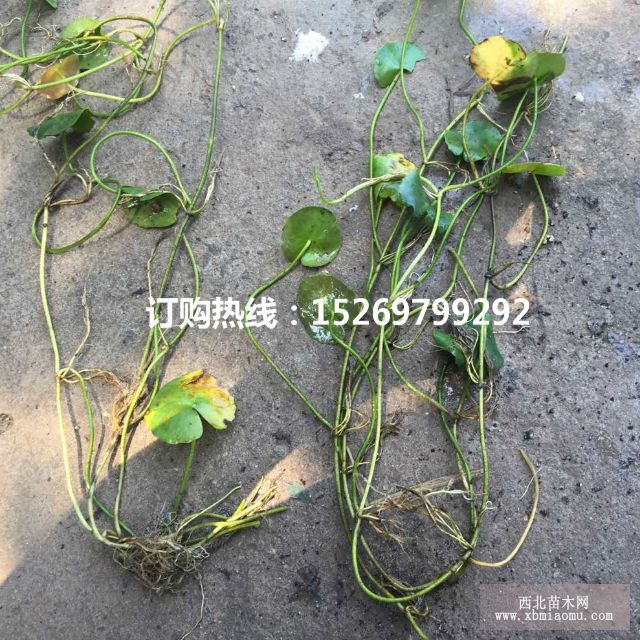 眼子菜批发 马来眼子菜  眼子菜种苗 承接沉水植物种植示例图36