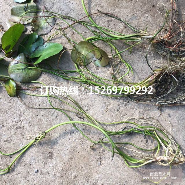 眼子菜批发 马来眼子菜  眼子菜种苗 承接沉水植物种植示例图22