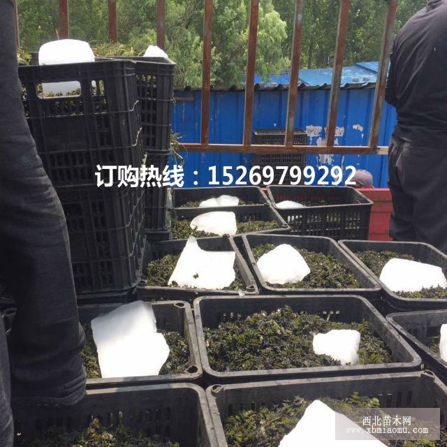 眼子菜批发 马来眼子菜  眼子菜种苗 承接沉水植物种植示例图25