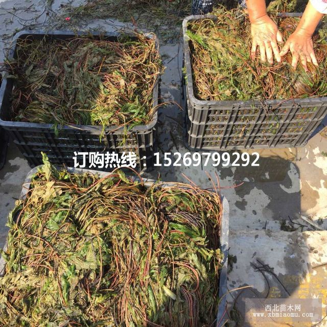 眼子菜批发 马来眼子菜  眼子菜种苗 承接沉水植物种植示例图7