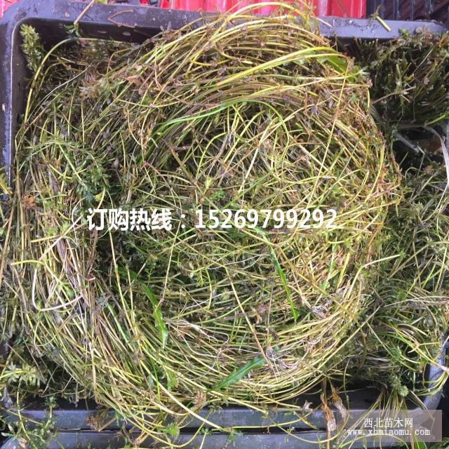 眼子菜批发 马来眼子菜  眼子菜种苗 承接沉水植物种植示例图30