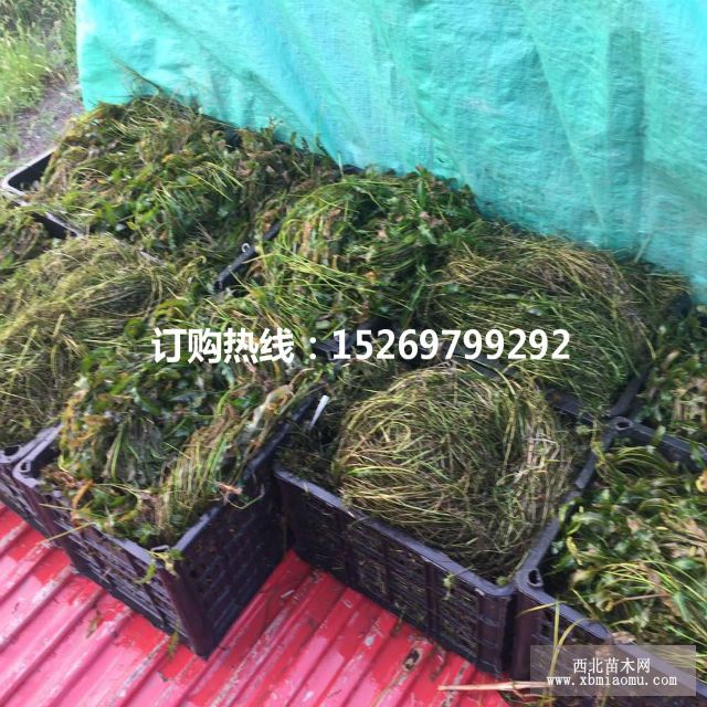 眼子菜批发 马来眼子菜  眼子菜种苗 承接沉水植物种植示例图13