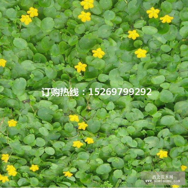 眼子菜批发 马来眼子菜  眼子菜种苗 承接沉水植物种植示例图34