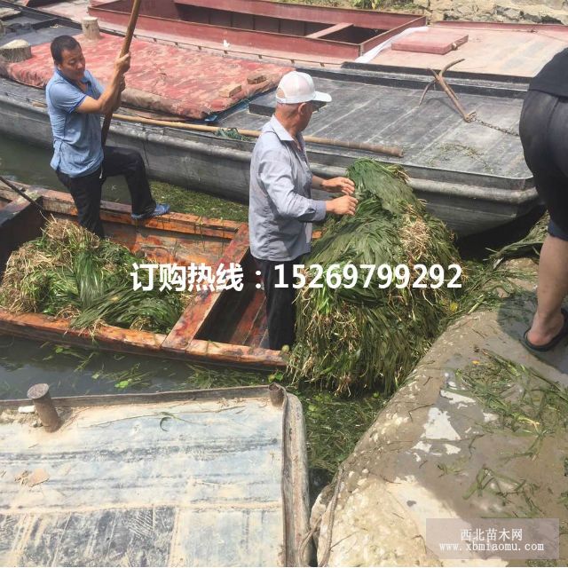 眼子菜批发 马来眼子菜  眼子菜种苗 承接沉水植物种植示例图14