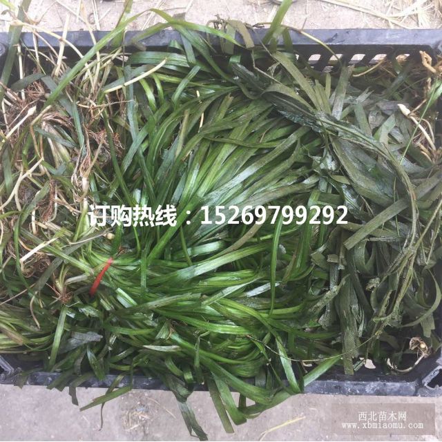 眼子菜批发 马来眼子菜  眼子菜种苗 承接沉水植物种植示例图4