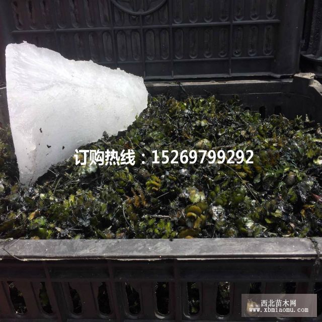 眼子菜批发 马来眼子菜  眼子菜种苗 承接沉水植物种植示例图11