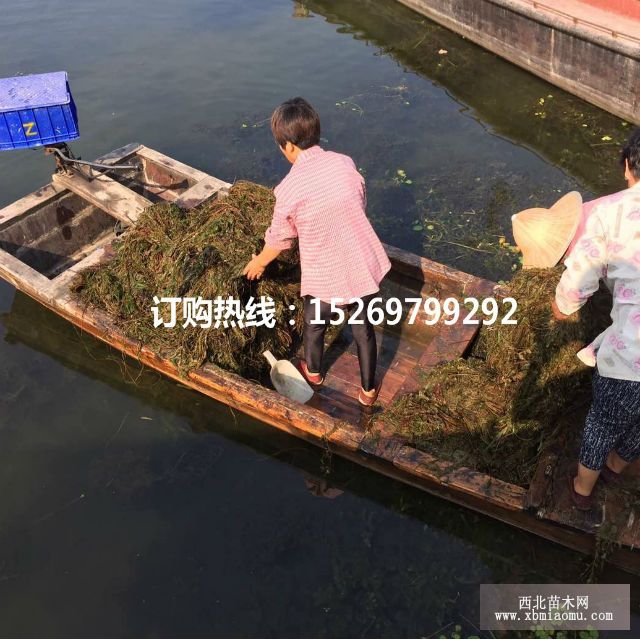 眼子菜批发 马来眼子菜  眼子菜种苗 承接沉水植物种植示例图8