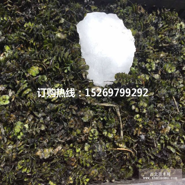 眼子菜批发 马来眼子菜  眼子菜种苗 承接沉水植物种植示例图22