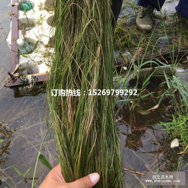 眼子菜批发 马来眼子菜  眼子菜种苗 承接沉水植物种植示例图19