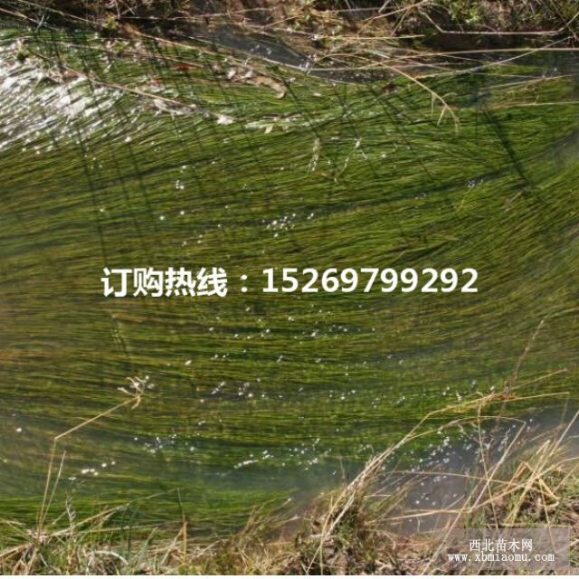 眼子菜批发 马来眼子菜  眼子菜种苗 承接沉水植物种植示例图9