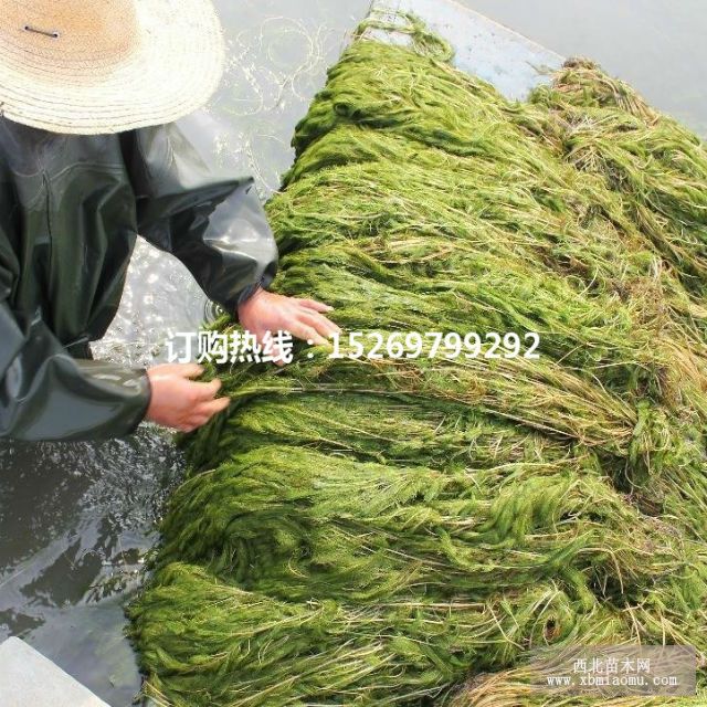 眼子菜批发 马来眼子菜  眼子菜种苗 承接沉水植物种植示例图11