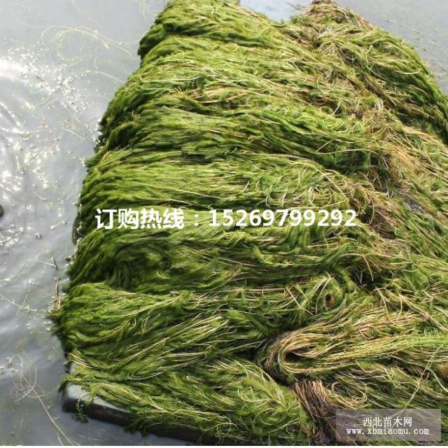 眼子菜批发 马来眼子菜  眼子菜种苗 承接沉水植物种植示例图12