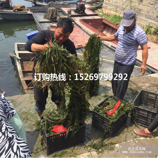 眼子菜批发 马来眼子菜  眼子菜种苗 承接沉水植物种植示例图2