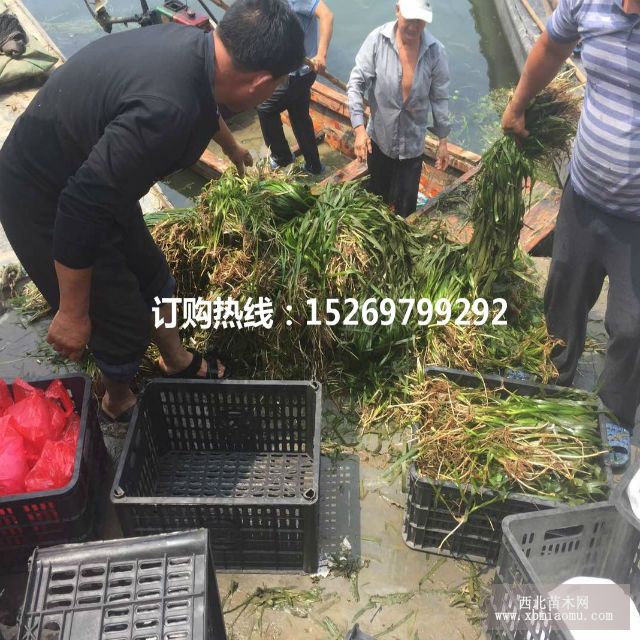 眼子菜批发 马来眼子菜  眼子菜种苗 承接沉水植物种植示例图16