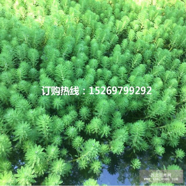 眼子菜批发 马来眼子菜  眼子菜种苗 承接沉水植物种植示例图9