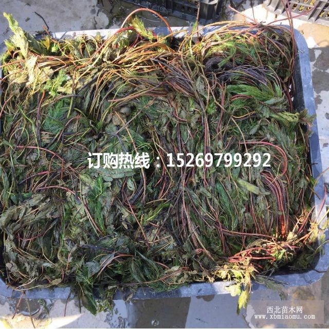 眼子菜批发 马来眼子菜  眼子菜种苗 承接沉水植物种植示例图5