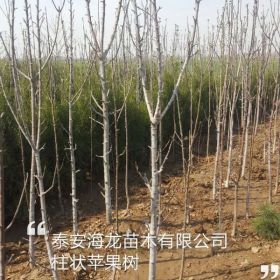 3公分柱状苹果树、三公分润太一号柱状苹果树价格