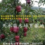 供應(yīng)花牛蘋果各品種蘋果樹苗 甘肅花牛樹苗  櫻桃苗 花椒苗