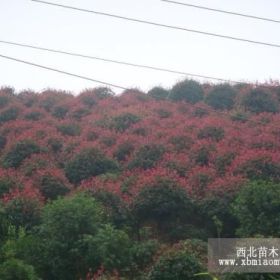 1/3/2/4/5米冠紅葉石楠多少錢報(bào)價(jià)