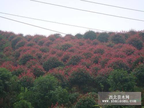 红叶石楠