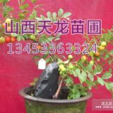 農(nóng)大鈣果苗 5號(hào)鈣果苗 8號(hào)鈣果苗 鈣果苗價(jià)格 鈣果苗種植