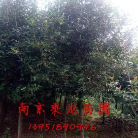 6公分紅葉石楠價(jià)格