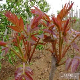 山東紅油香椿 價格多少錢 農戶自產 小苗