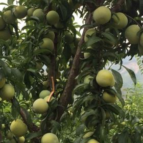 貴陽(yáng)蜂糖李基地 蜂糖李水土要求  蜂糖李種植密度