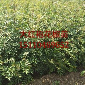 哪里能買到大紅袍花椒苗花椒苗價(jià)格