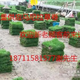 草皮一平方可以栽多大 草坪的实际面积