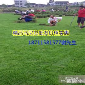 阳泉哪里有卖马尼拉草皮 草坪成活率高不高