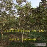 山东核桃树苗价格 基地批发核桃树苗