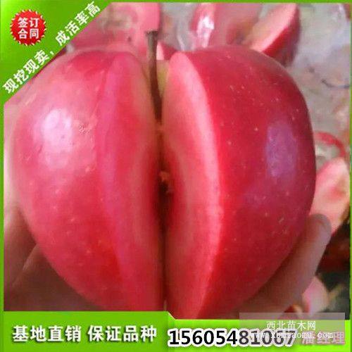 4公分蘋果苗價(jià)格