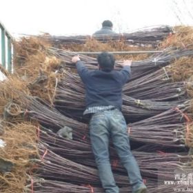 红嘎啦苹果树苗、红嘎啦苹果树苗新品种、山东苹果树苗基地