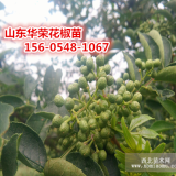 1公分2公分大紅袍花椒樹苗價(jià)格