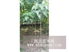 大量出售2至6公分楸樹苗